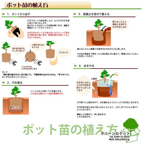 無樹根|樹木の根の特性と植え方